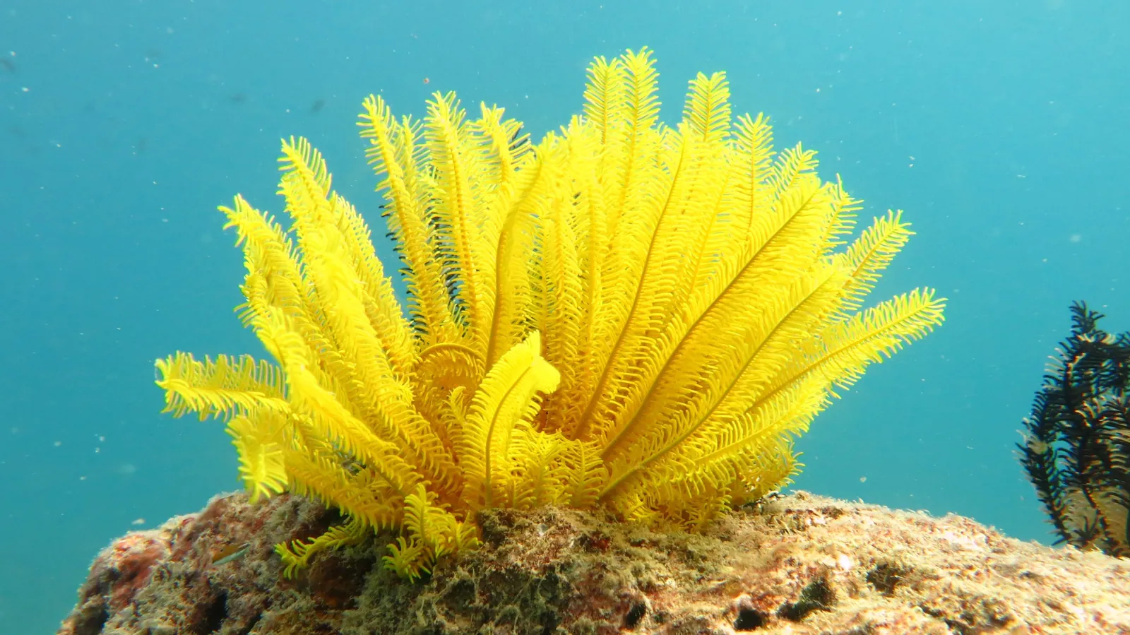 Golden crinoid on coral reef substrate
