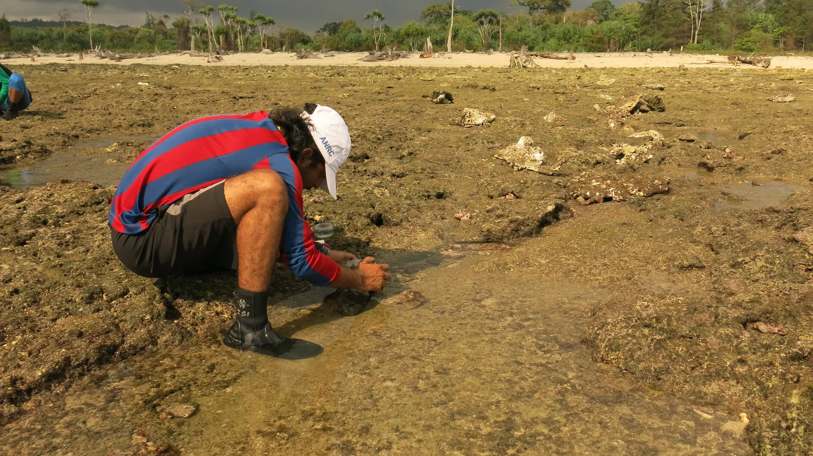 Dr. Sudhanshu Dixit collecting intertidal specimens, Andaman Islands